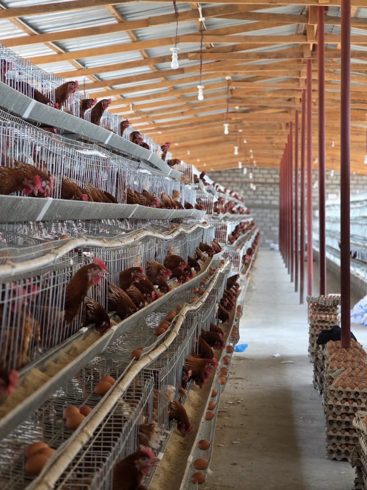 Lumalu Farms Poultry House