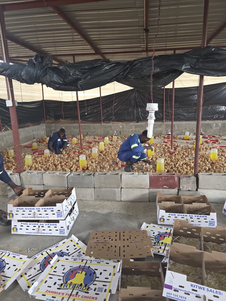 Fresh Eggs from Lumalu Farms